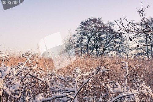 Image of Winter landscape with a tree