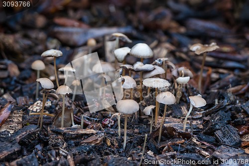 Image of Shrooms in the forest
