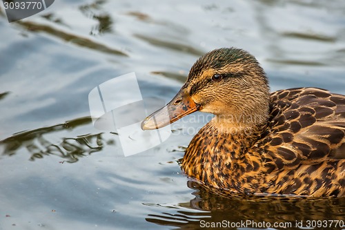 Image of Duck on clear water