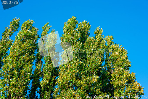Image of Green trees on blue background