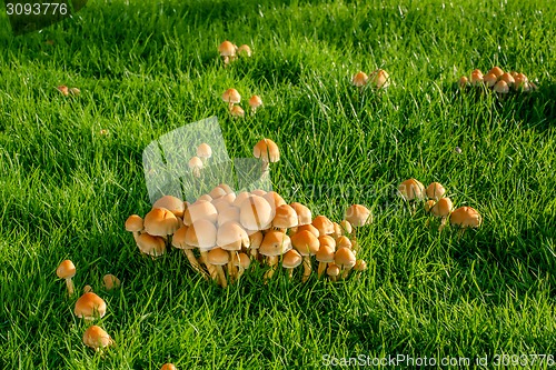 Image of Mushrooms on a lawn