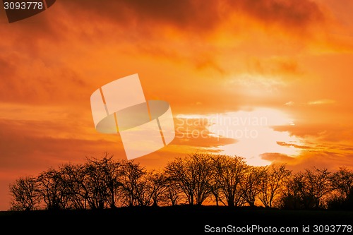 Image of Tree silhouttes in a sunset