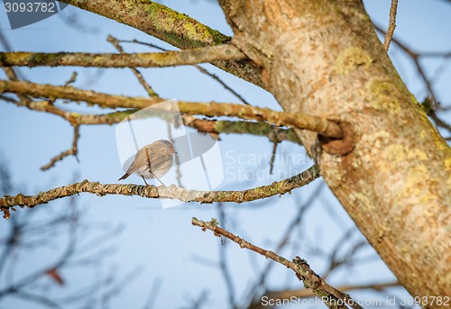 Image of Bird on a twig