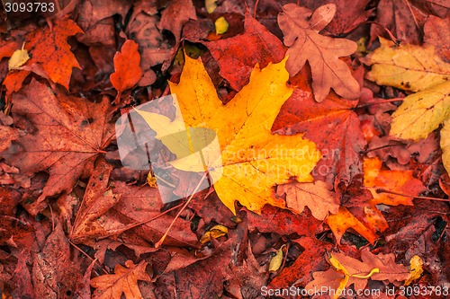 Image of Autumn leaves in warm colors