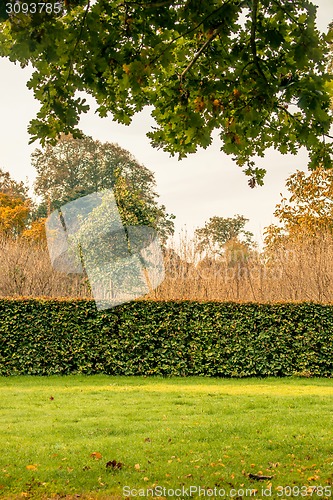 Image of Hedge in a park