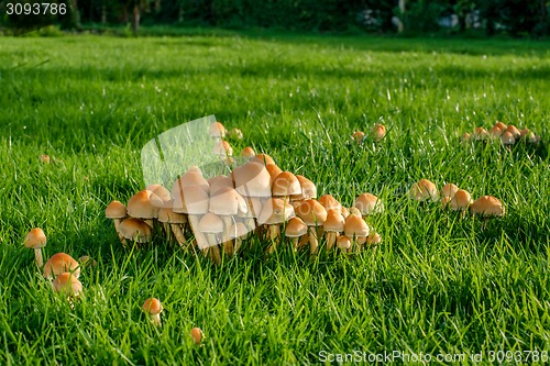 Image of Mushrooms on green grass