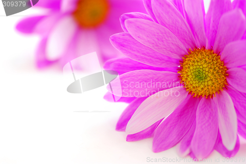 Image of Pink flowers