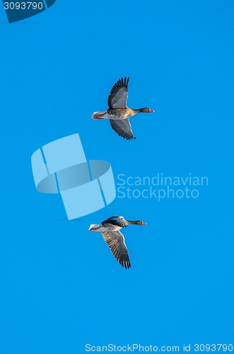 Image of Geese flying on blue background
