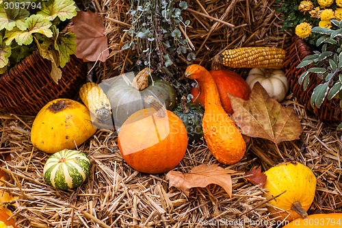 Image of Autumn pumpkin decoration in beautiful colors