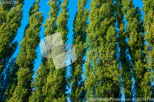 Image of Tall trees on blue background