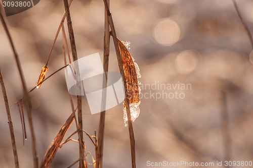 Image of Melting ice on a leaf