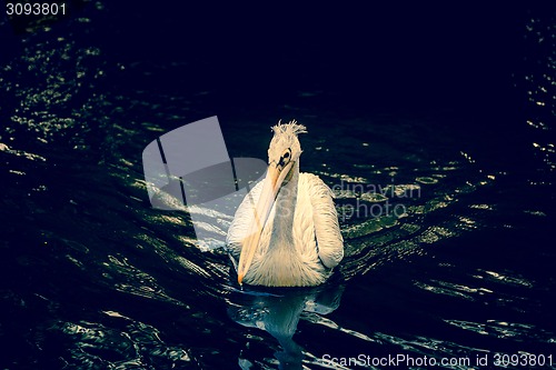 Image of Pelican on a river