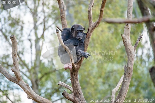 Image of Chimpanzee in a tree