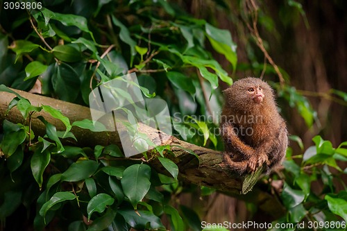 Image of Pygmy Marmoset ape in the jungle