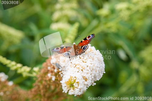 Image of Butterfly on a white flower