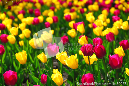 Image of Tulip field