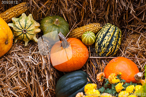 Image of Pumpkin decoration at autumn