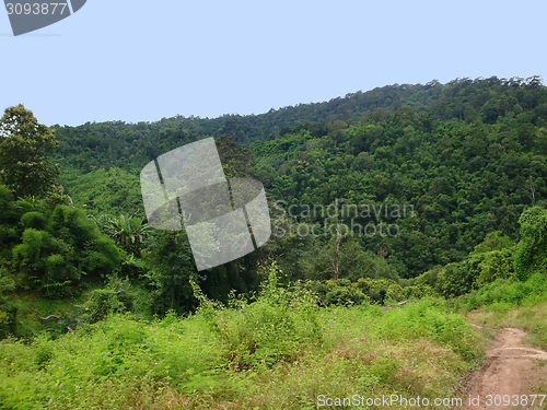 Image of forest scenery in Laos