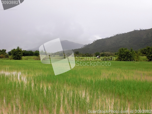 Image of paddy field in Laos