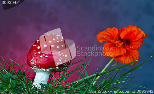 Image of Mushroom and flower