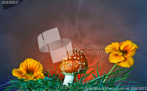 Image of Mushroom and flower