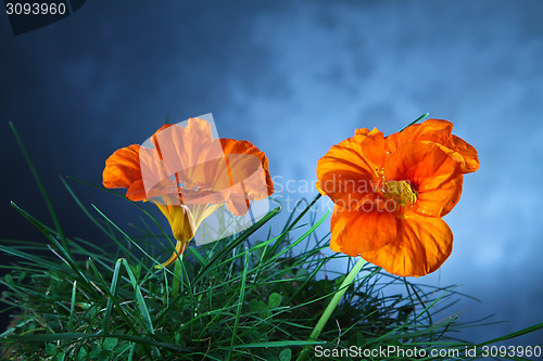 Image of Orange flower