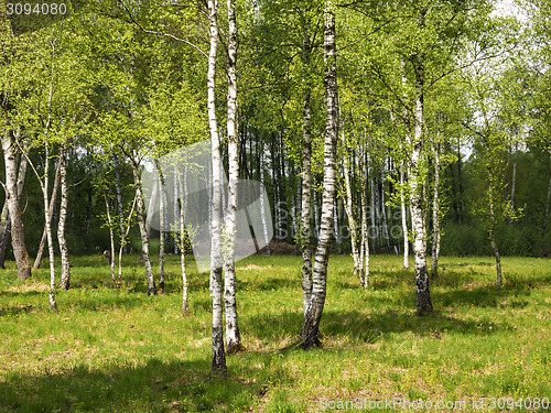 Image of Birch Forest