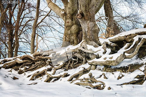 Image of big with roots in winter with snow