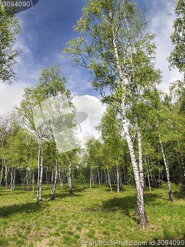 Image of Birch Forest