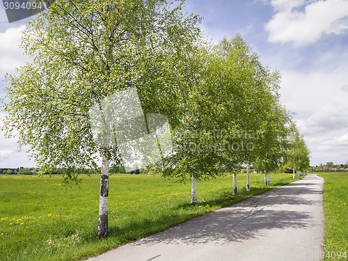 Image of birch avenue