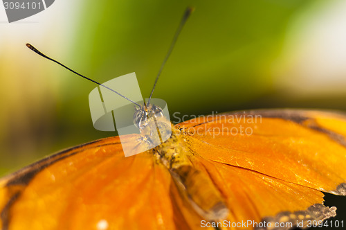 Image of Butterfly