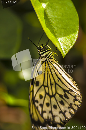 Image of Butterfly