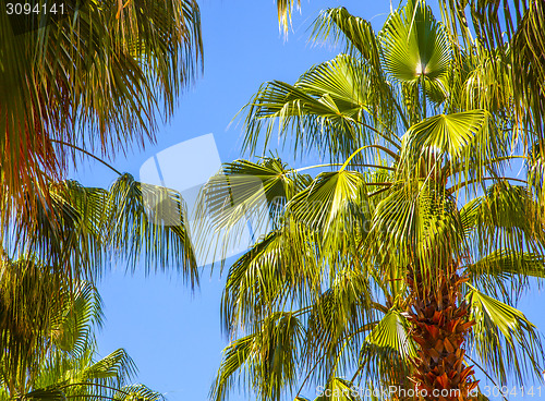 Image of palm tree on blue sky background