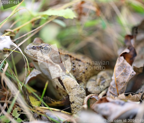 Image of big toad