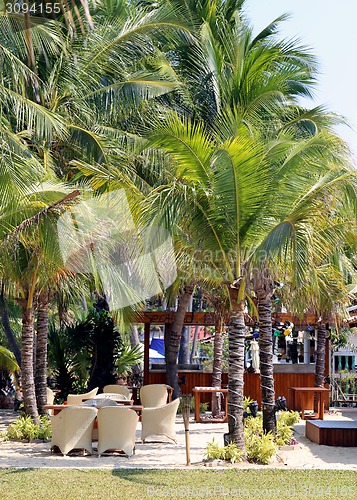 Image of coconut tree