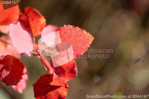 Image of red leaves