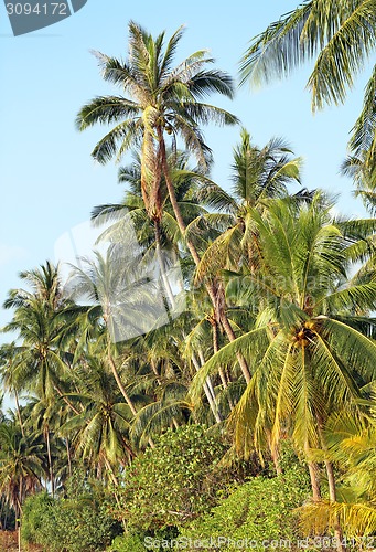 Image of coconut tree
