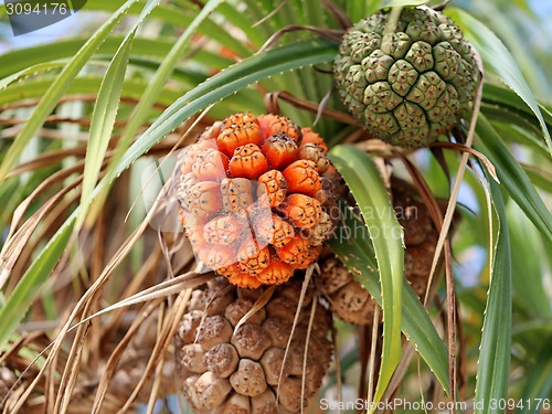 Image of round fruit