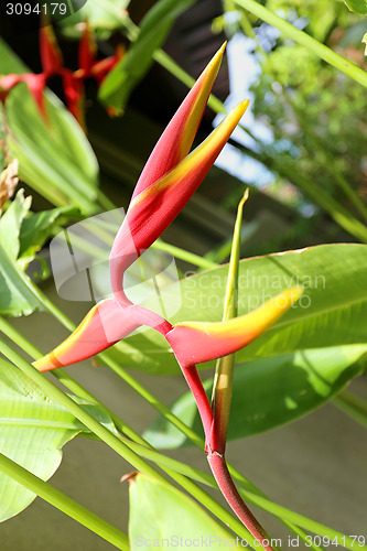 Image of Flowers in a Vase