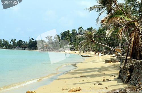Image of coconut tree