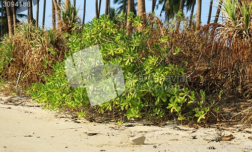 Image of Tropical plant
