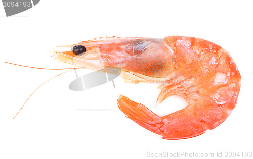 Image of Close up of fresh boiled tiger shrimp