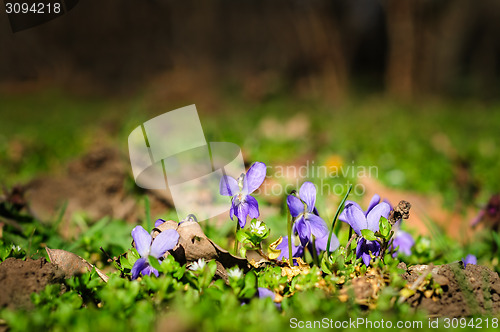 Image of spring ground violets flowers
