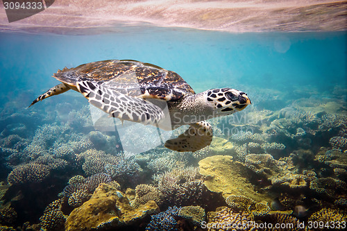 Image of Hawksbill Turtle - Eretmochelys imbricata