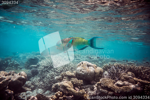 Image of Tropical Coral Reef.