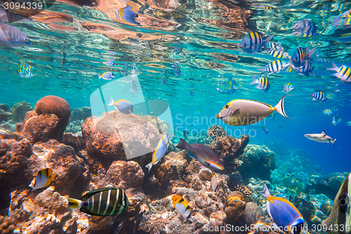 Image of Tropical Coral Reef.