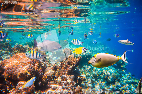 Image of Tropical Coral Reef.