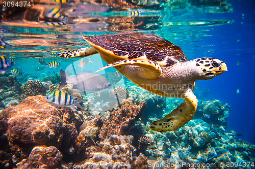 Image of Hawksbill Turtle - Eretmochelys imbricata