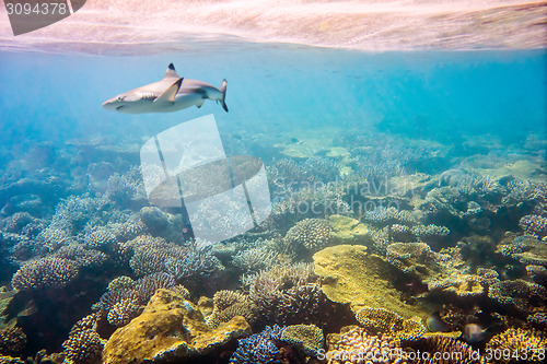 Image of Tropical Coral Reef.