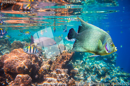 Image of Tropical Coral Reef.